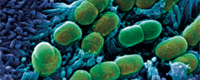bacteries dans systeme intestinale